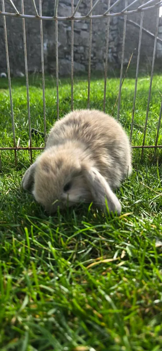 Miniature Lop Rabbits - Image 3