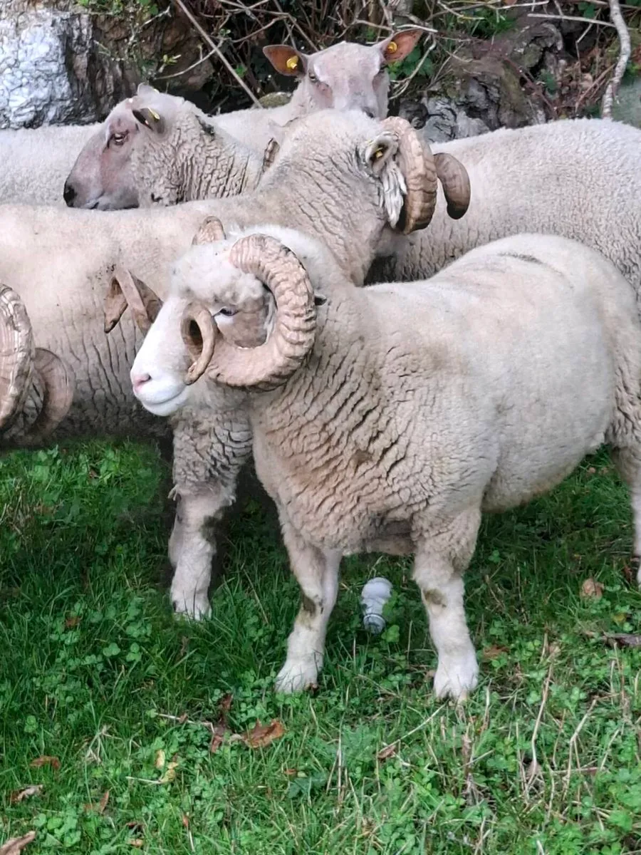 Horned Dorset Rams - Image 1