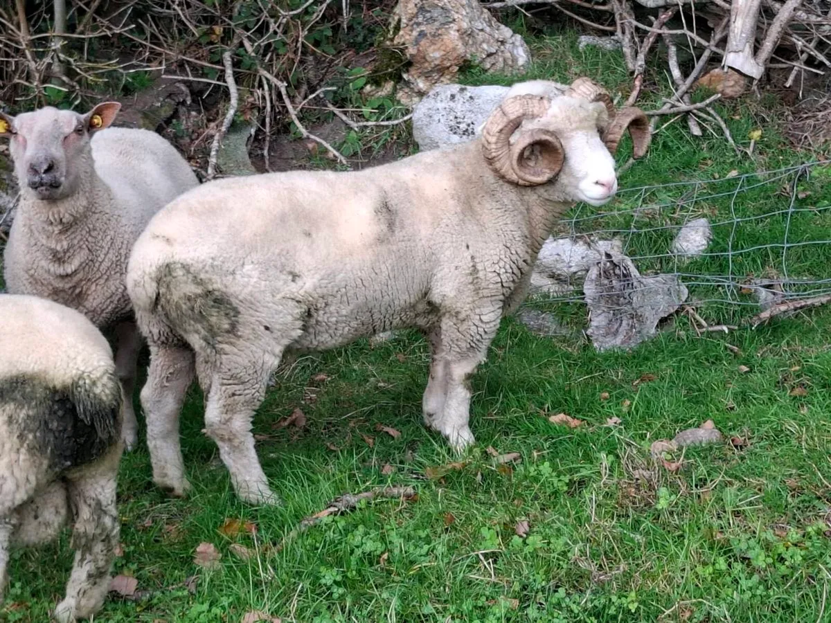 Horned Dorset Rams - Image 2