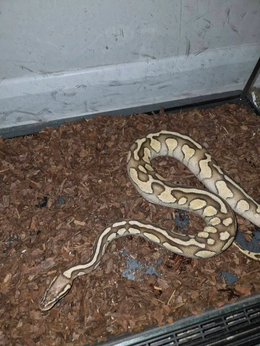 Butter royal python and set up - Image 1