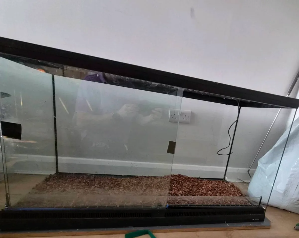 Butter royal python and set up - Image 2