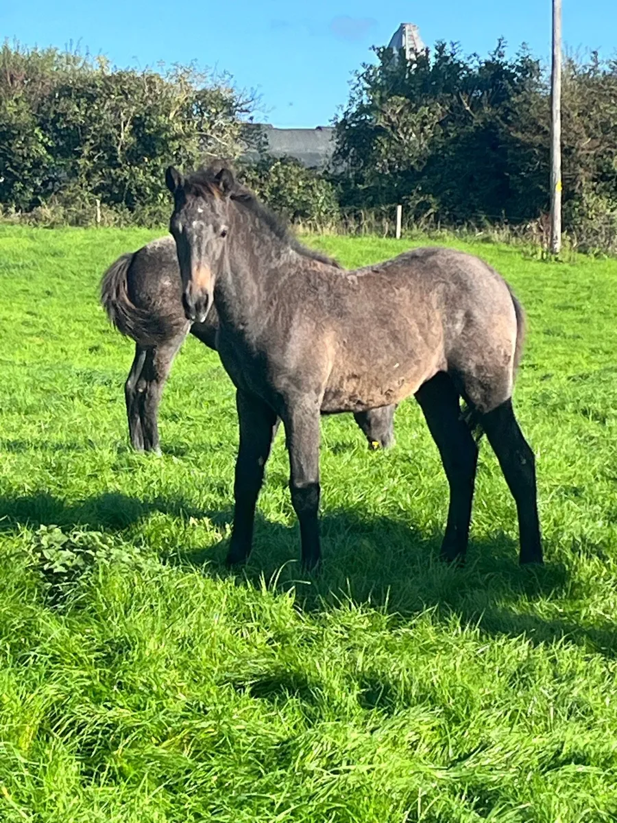 Conamara foals - Image 1