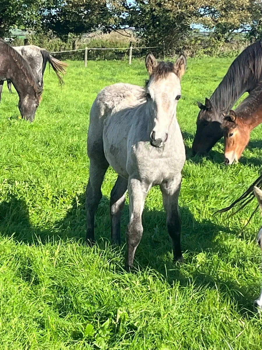 Conamara foals - Image 2