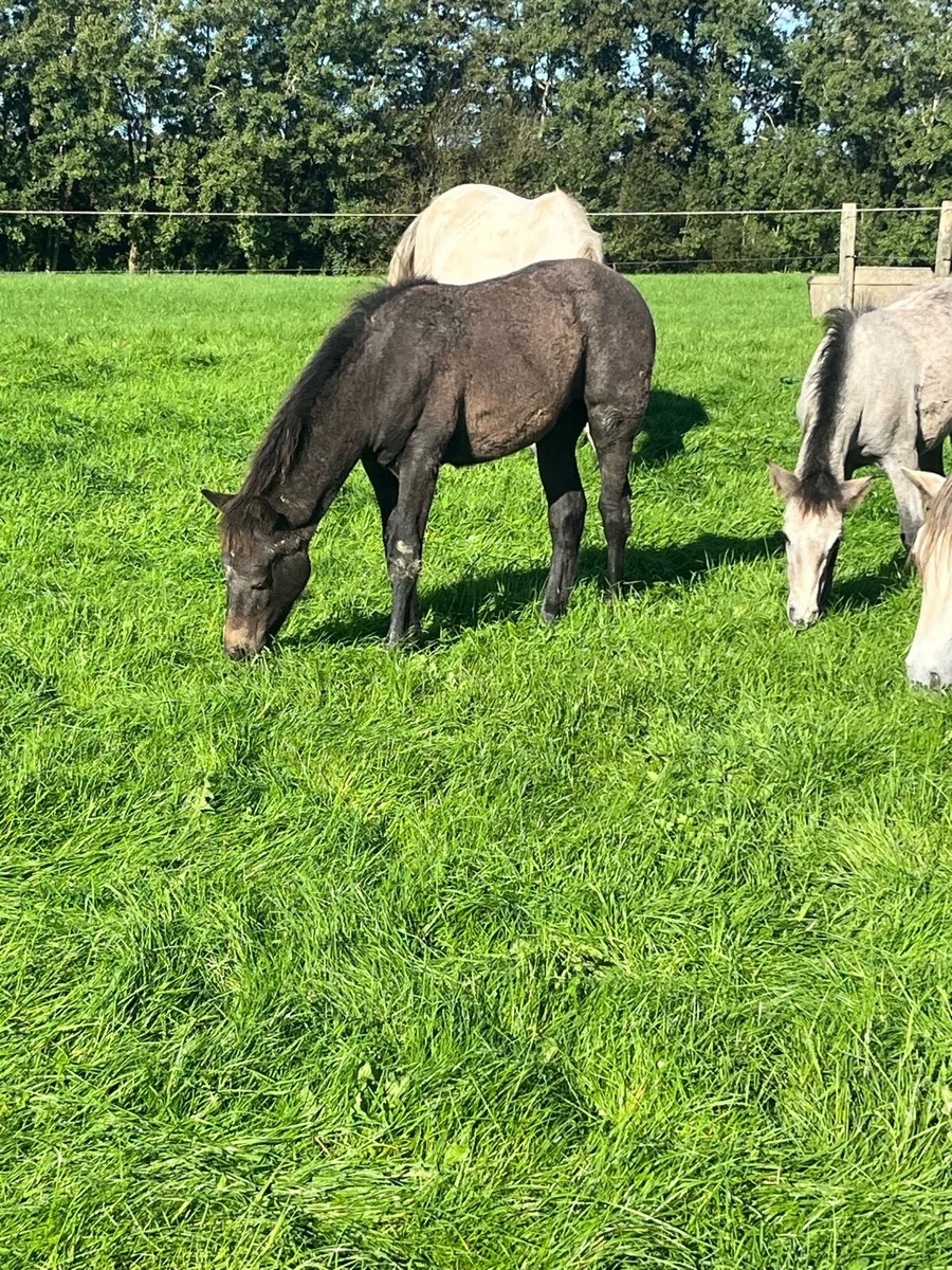 Conamara foals - Image 3