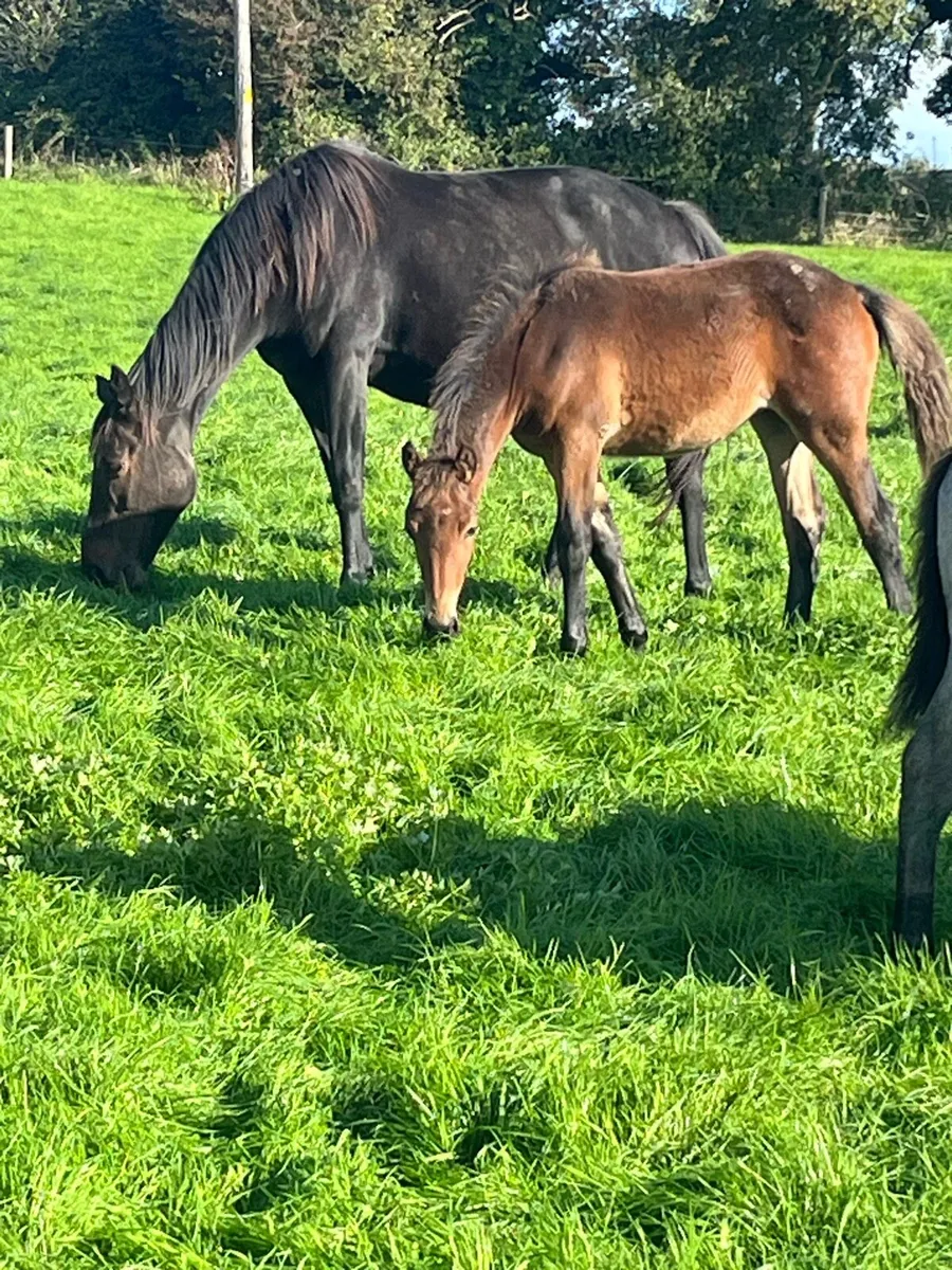 Conamara foals - Image 4
