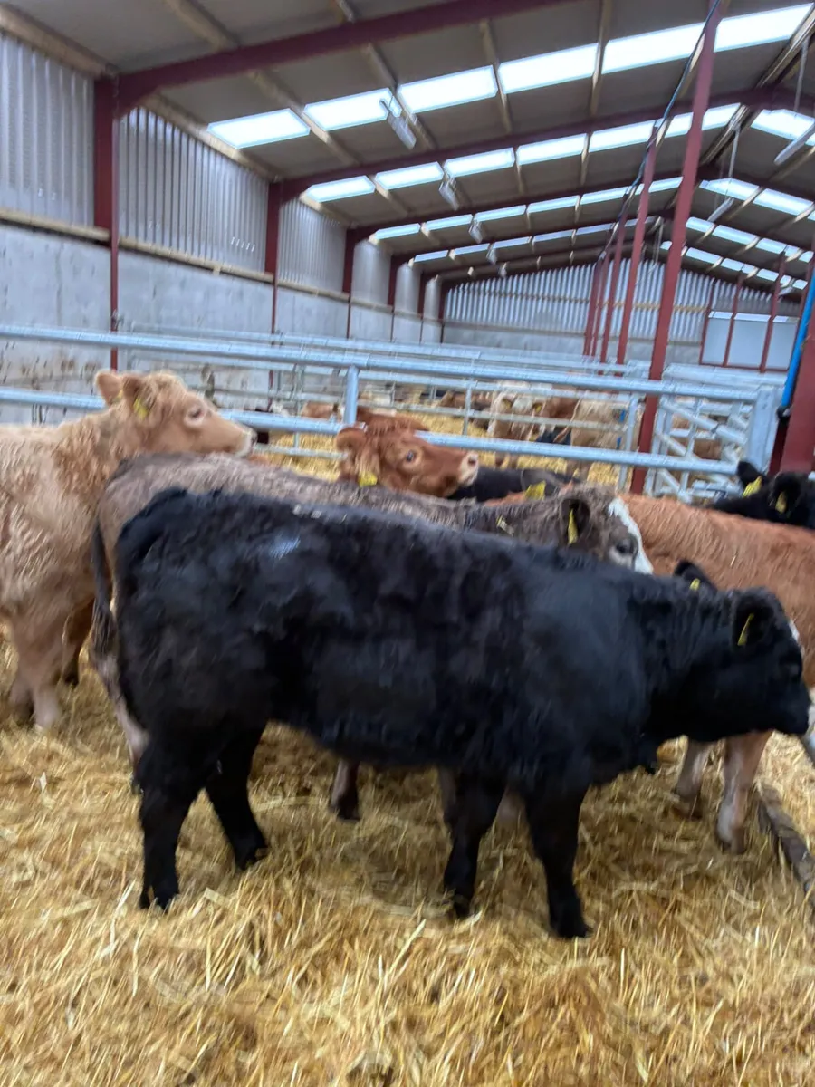 Charolais and lim heifers - Image 4