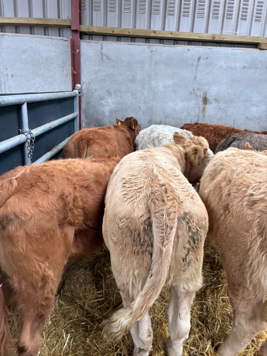 Charolais and lim heifers - Image 1