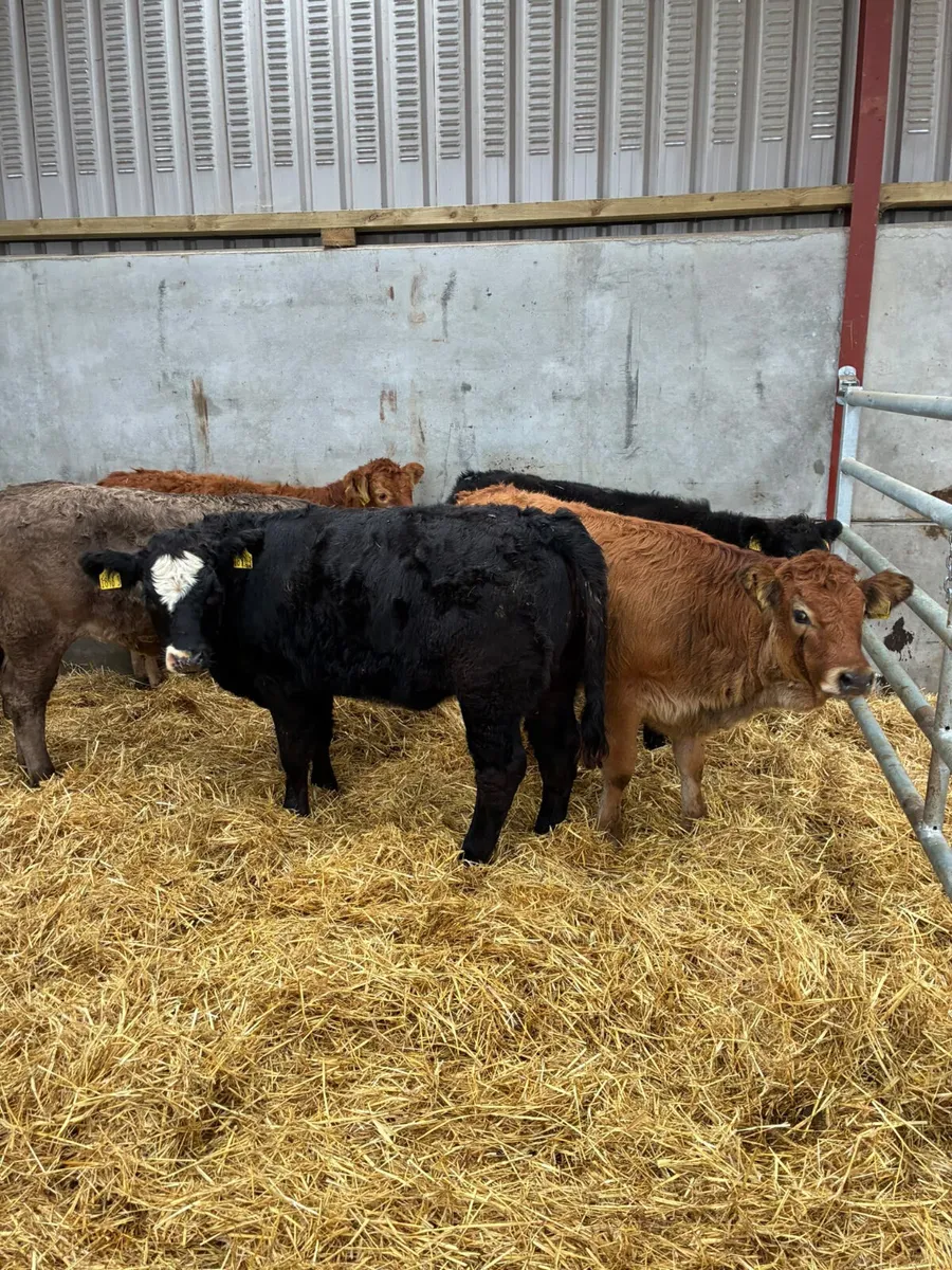 Charolais and lim heifers - Image 2