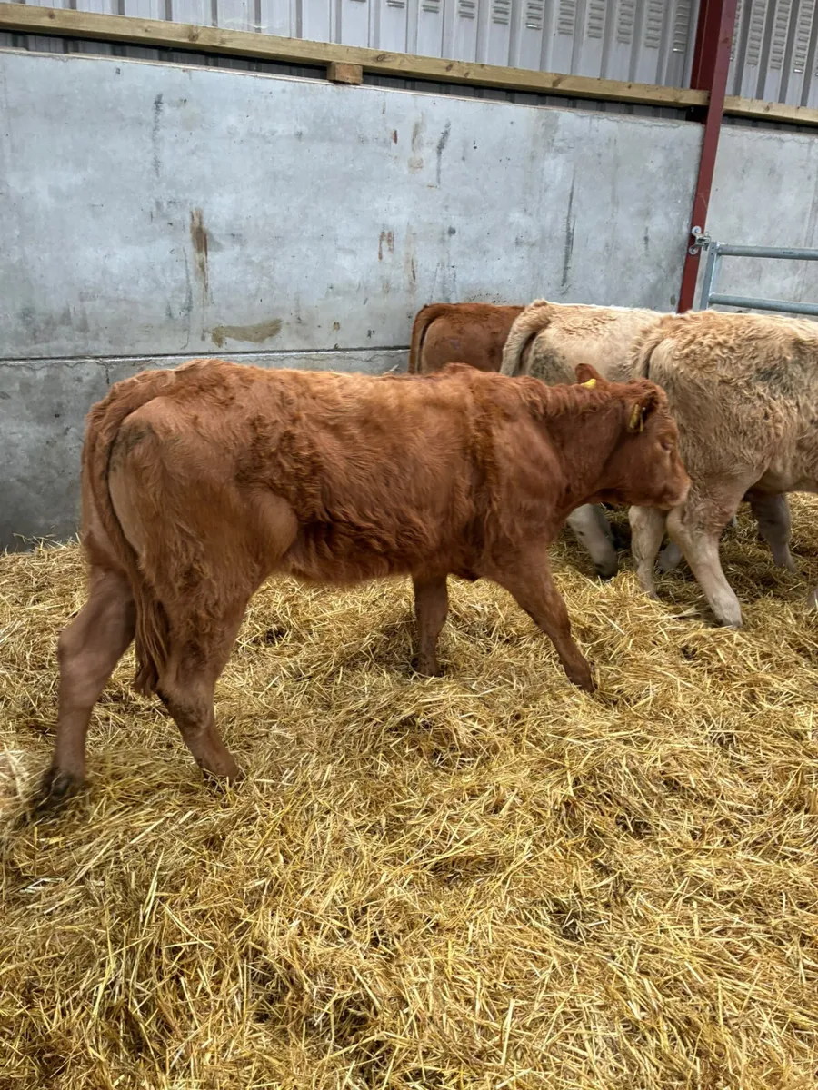 Charolais and lim heifers - Image 3