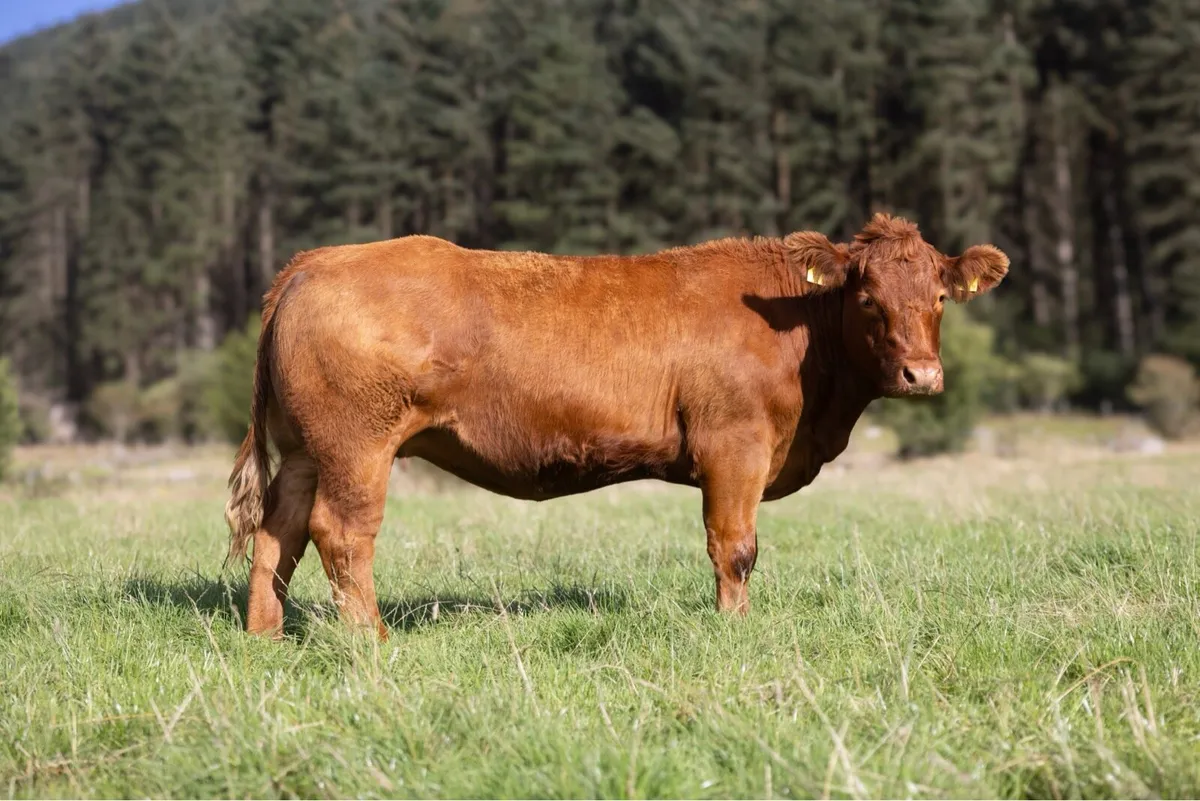 Springing Heifers - Image 1