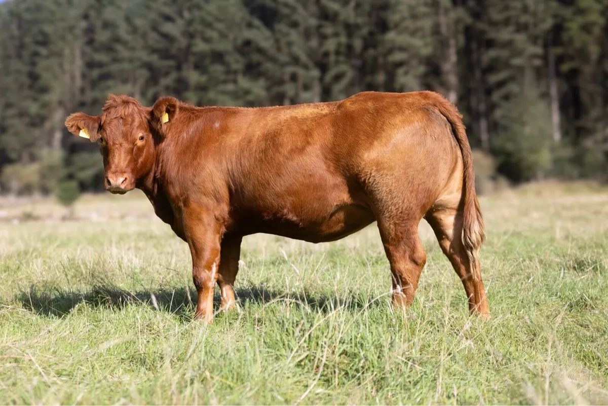 Springing Heifers - Image 2