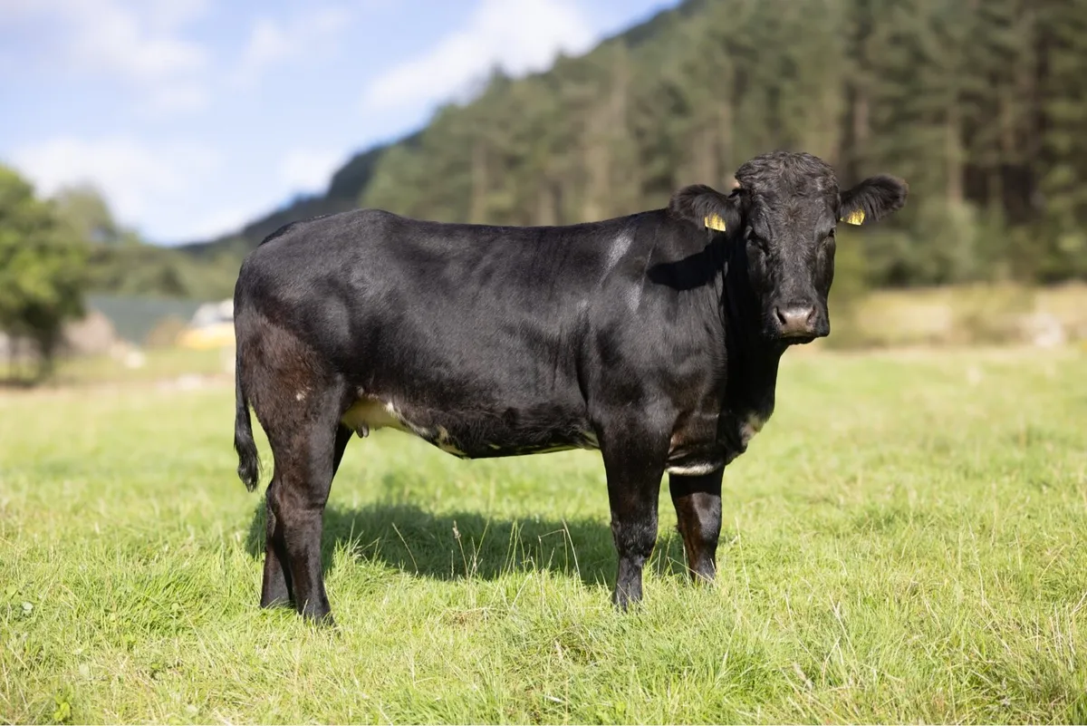 Springing Heifers - Image 3