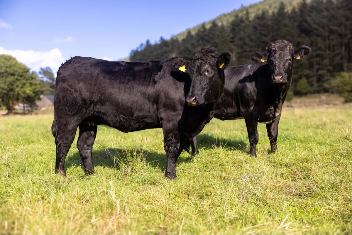 Springing Heifers - Image 4