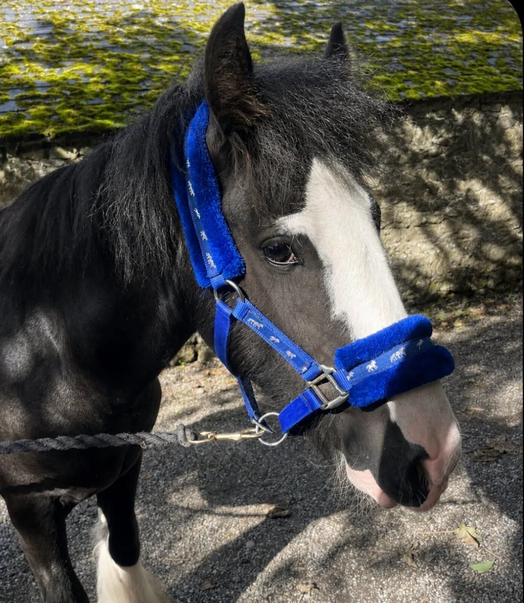 12.3 Childrens Cob 🌟 - Image 3