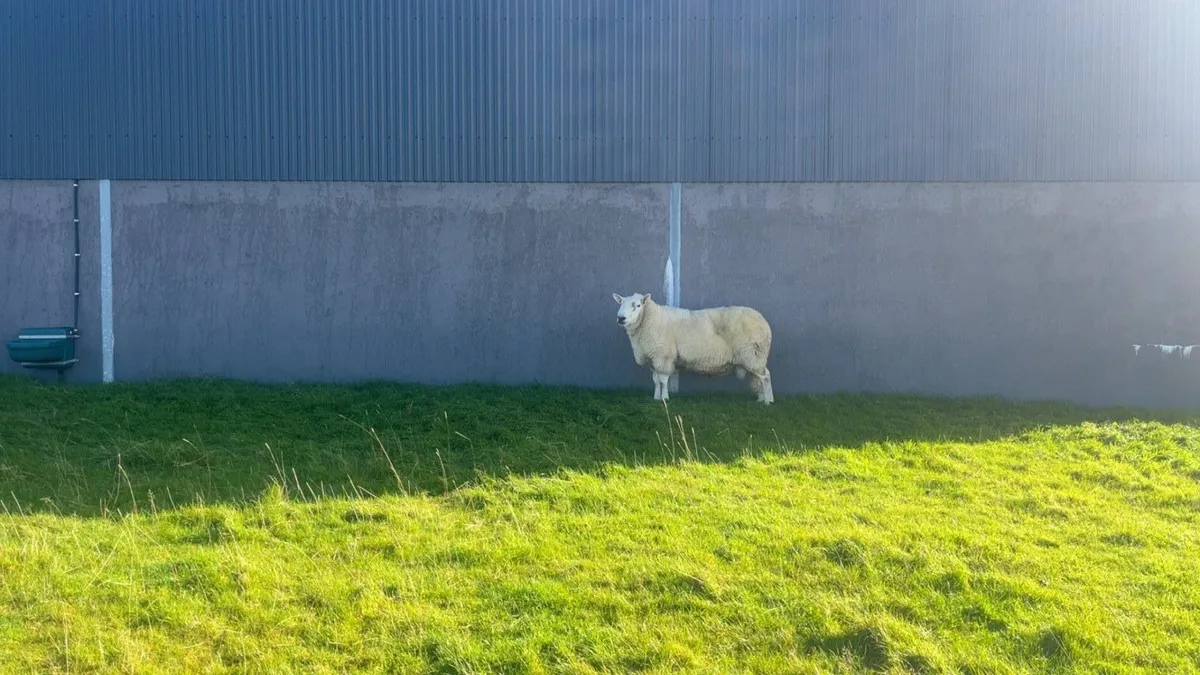 Wicklow Cheviot Ram - Image 2
