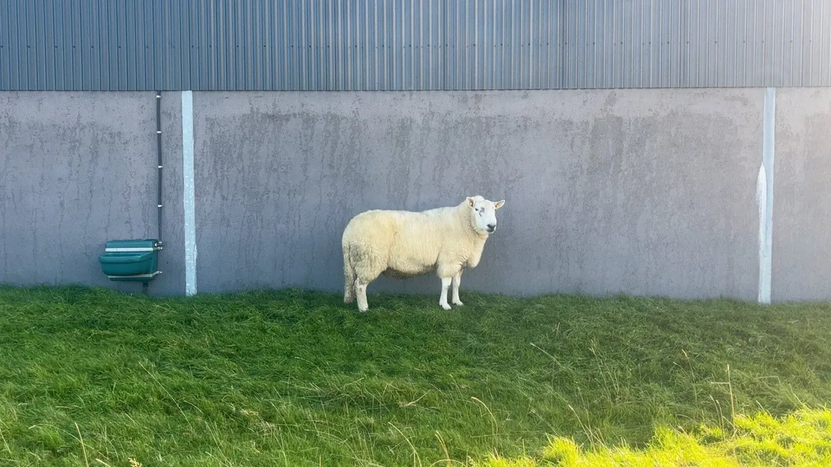 Wicklow Cheviot Ram - Image 3
