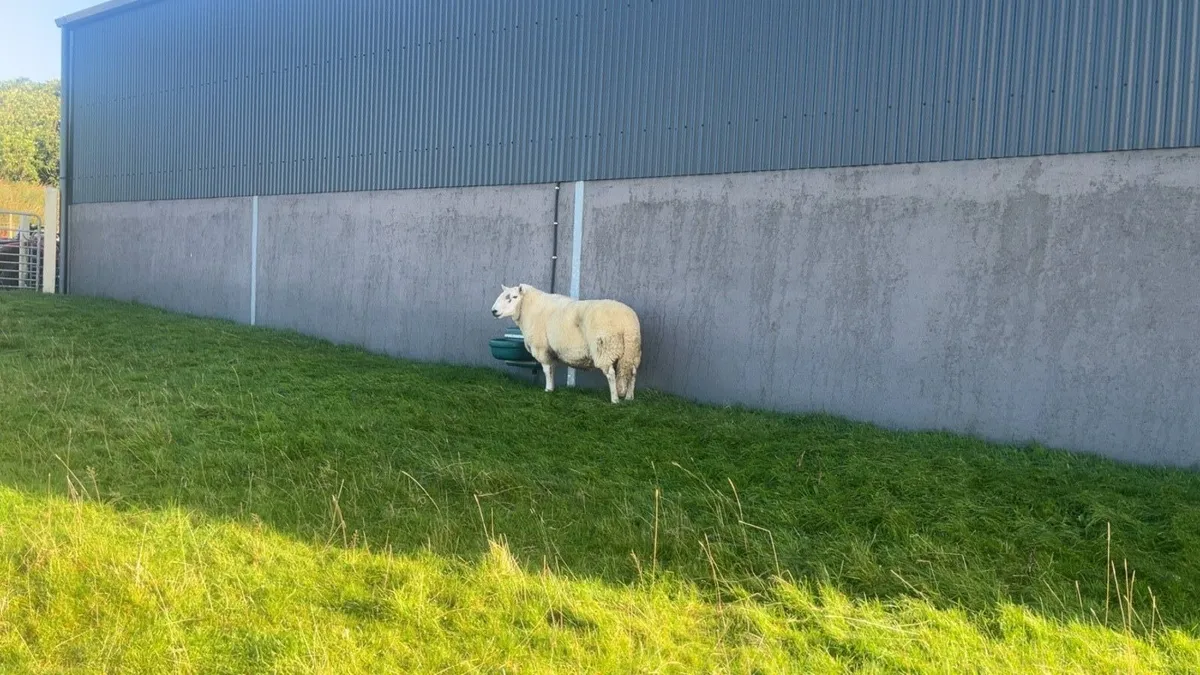 Wicklow Cheviot Ram - Image 4