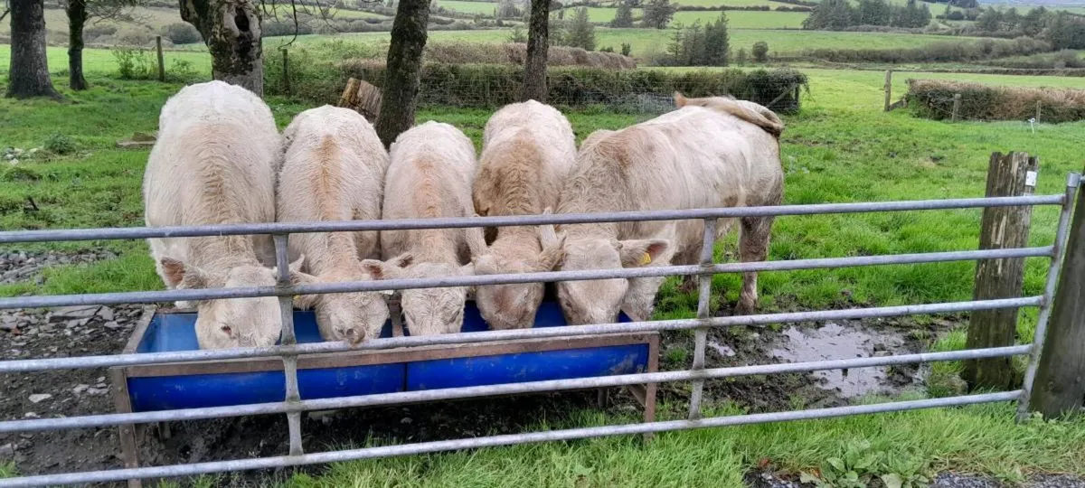 PBR 5 star Charolais bull - Image 1