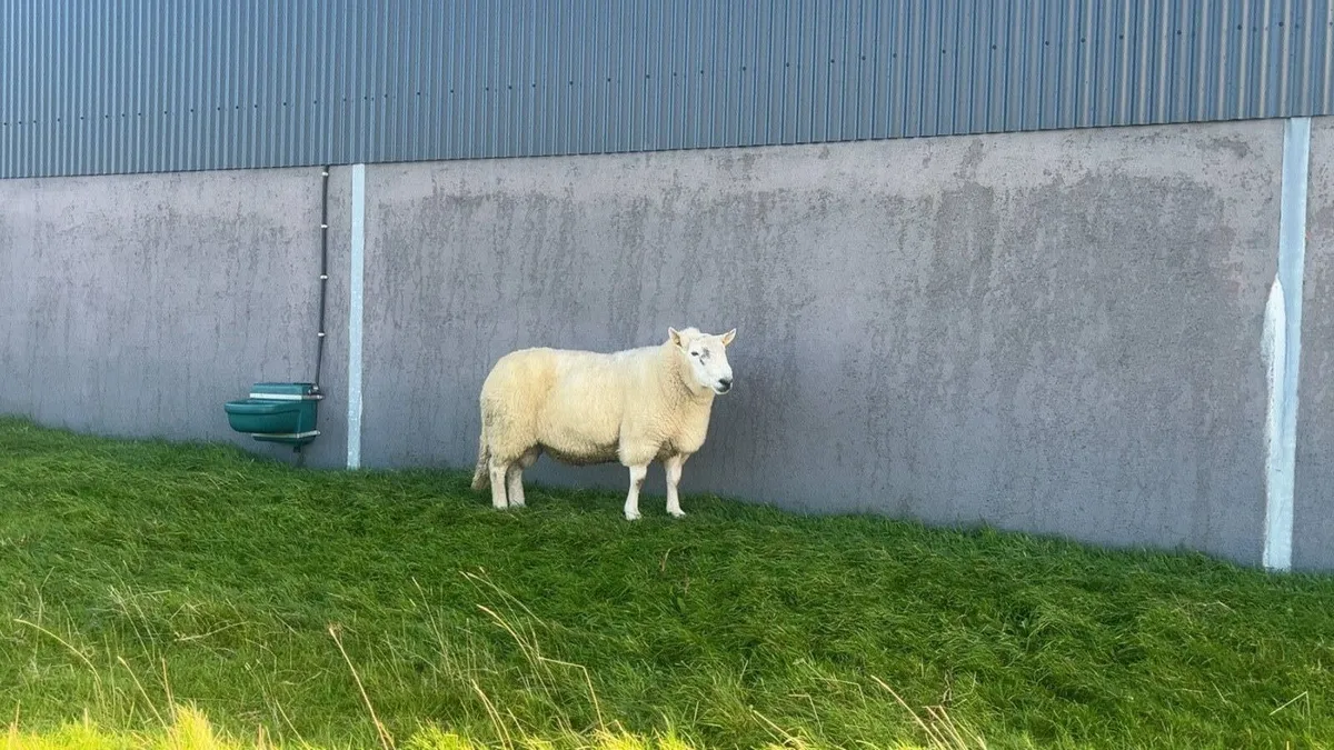 Wicklow Cheviot Ram - Image 1