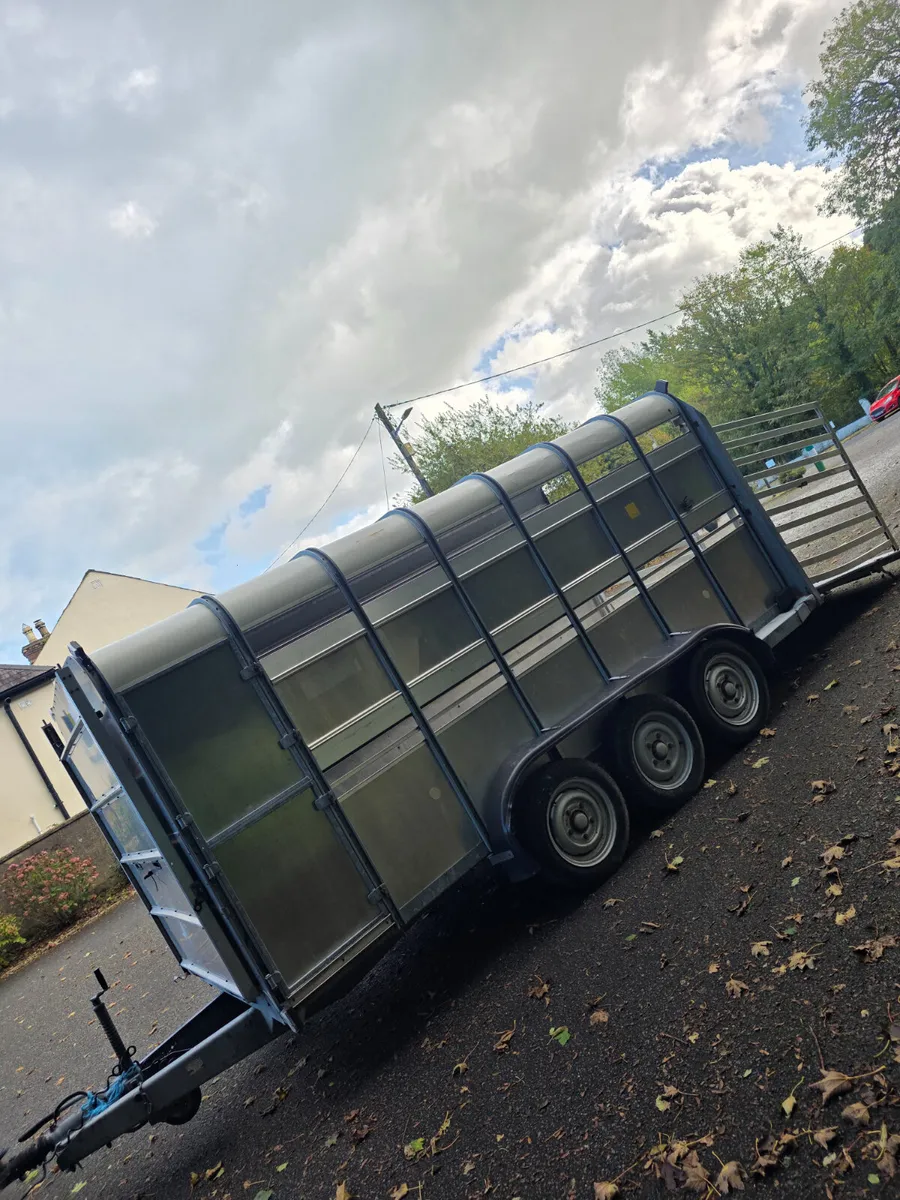 14ft ifor Williams cattle trailer - Image 3