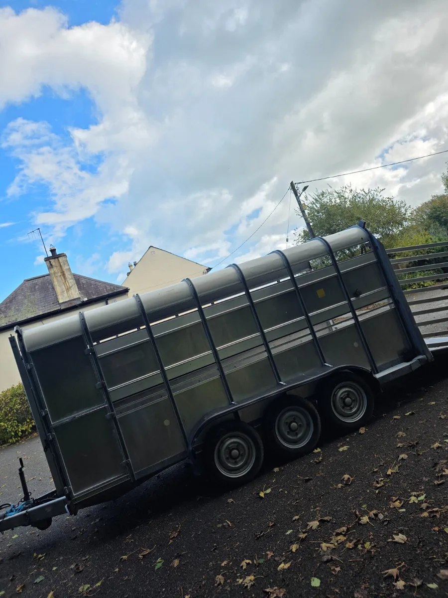 14ft ifor Williams cattle trailer - Image 4
