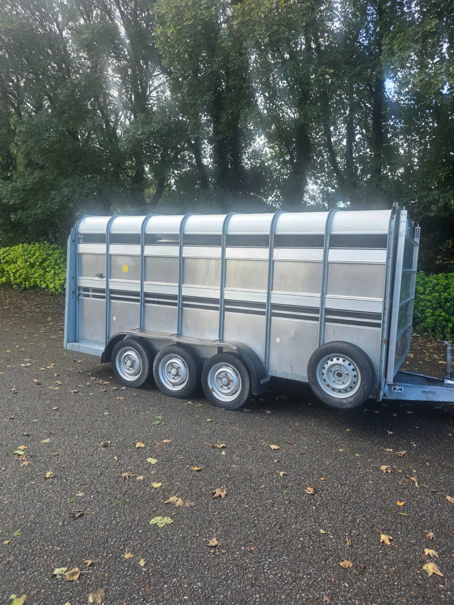 14ft ifor Williams cattle trailer - Image 1