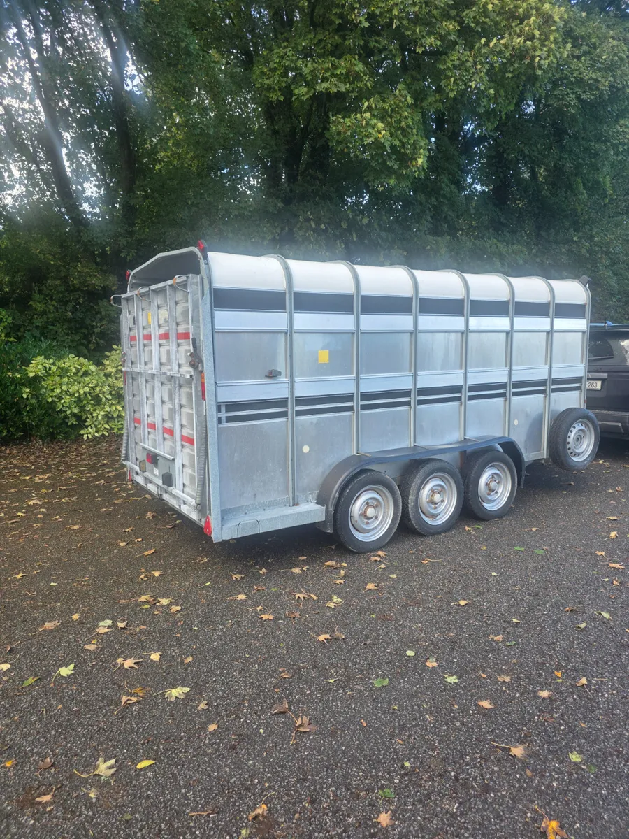 14ft ifor Williams cattle trailer - Image 2