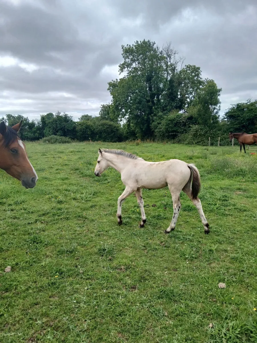 Dun colt foal - Image 4