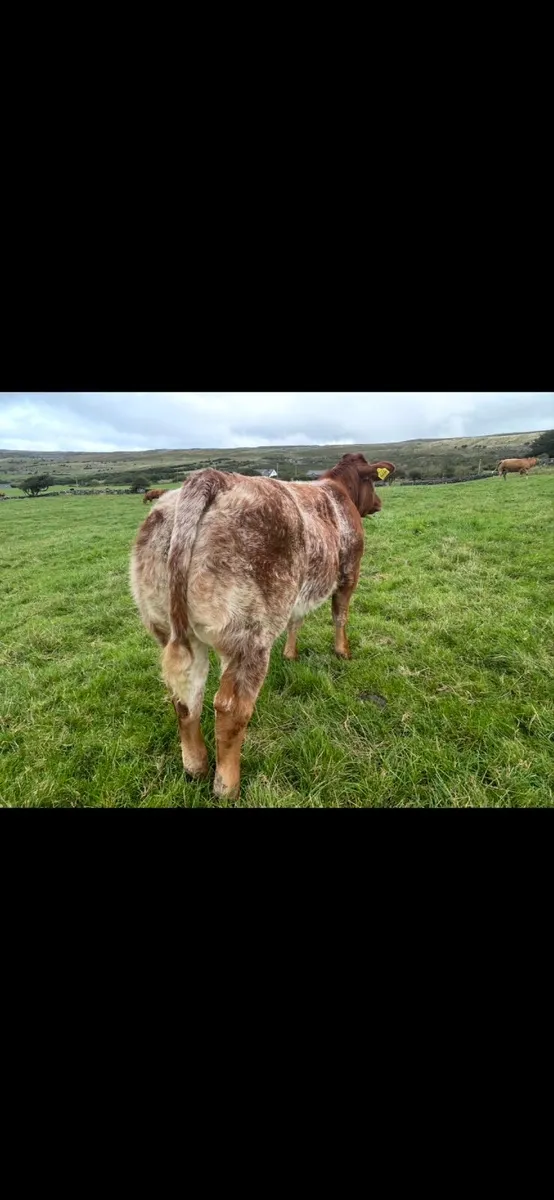 Ai bred blue heifer lot 710 - Image 1