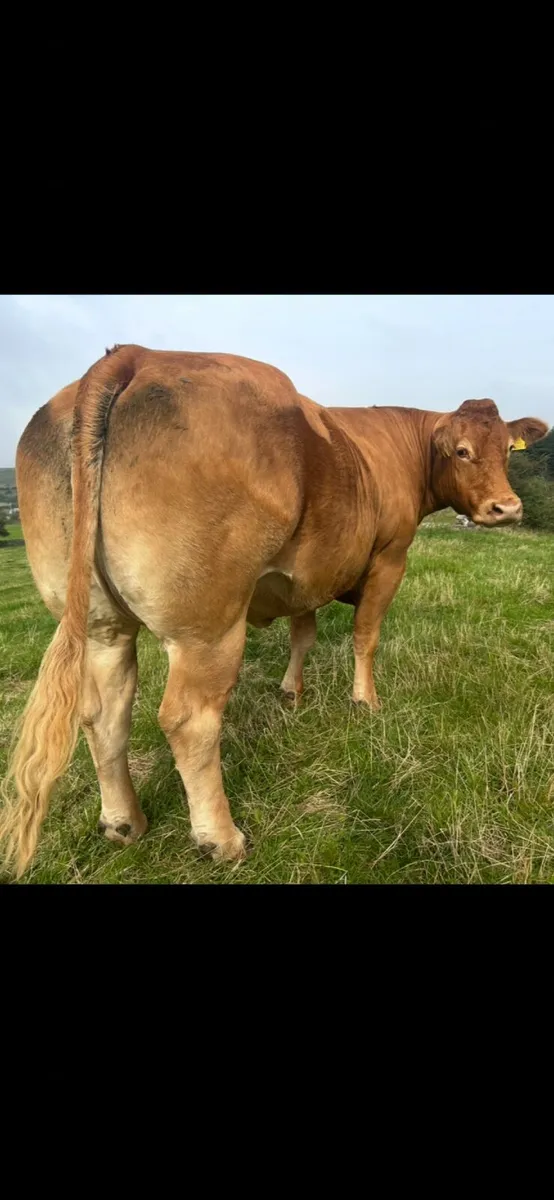 Ai bred blue heifer lot 710 - Image 3