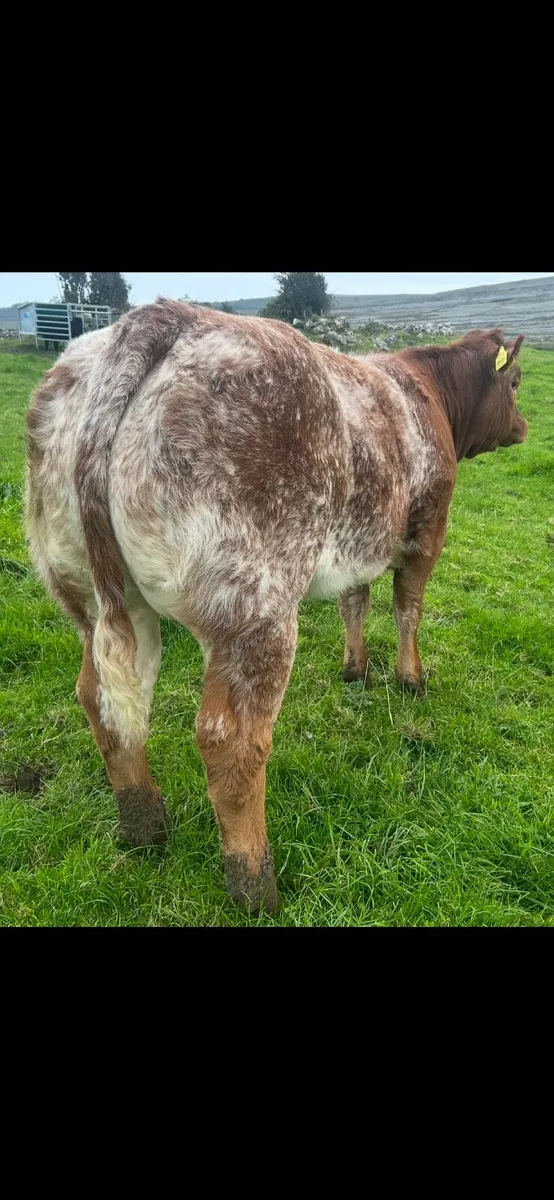 Ai bred blue heifer lot 710 - Image 4
