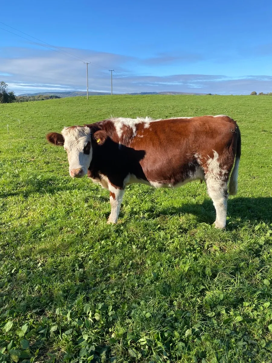 Springing heifer - Image 1