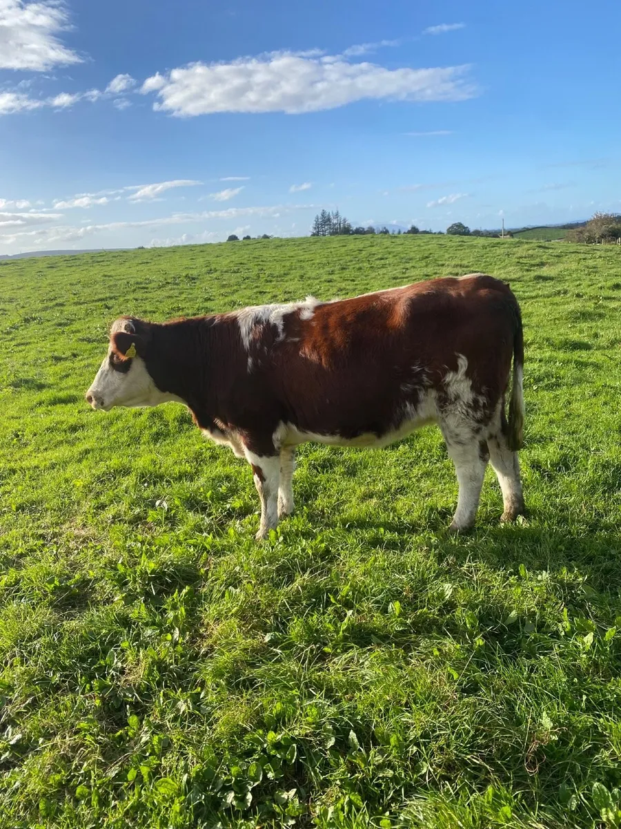 Springing heifer - Image 2