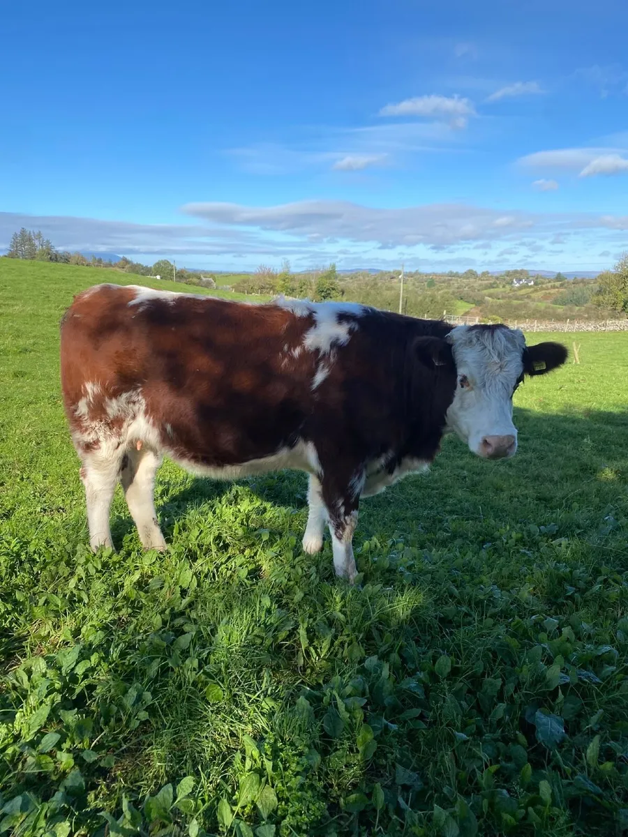 Springing heifer - Image 3