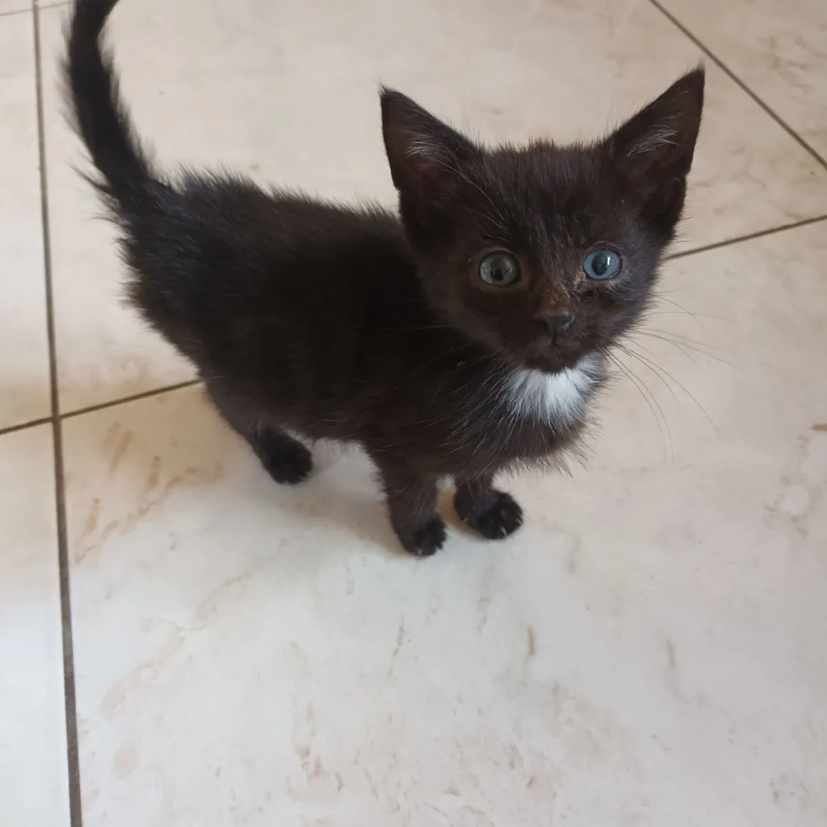 Kittens