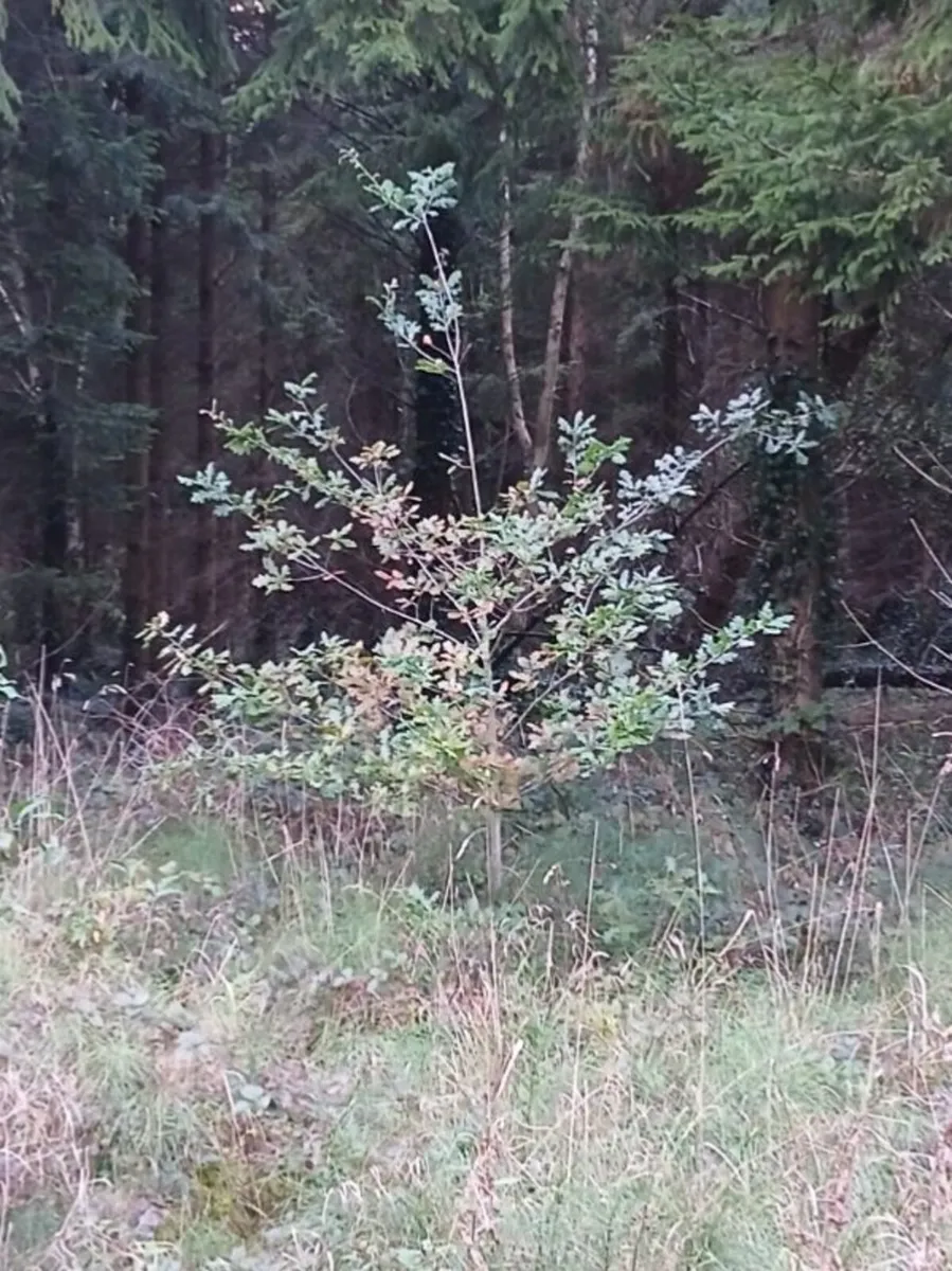Oat trees - Image 1