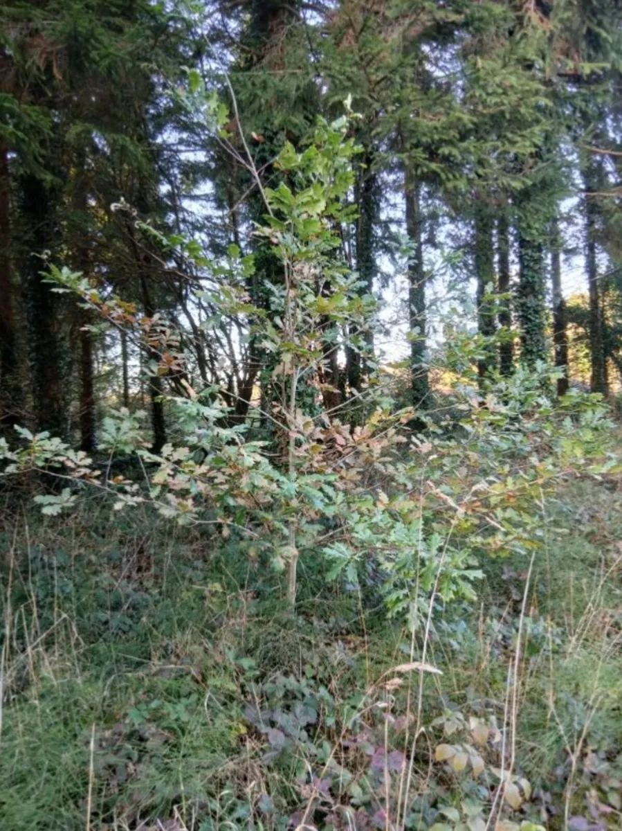 Oat trees - Image 2