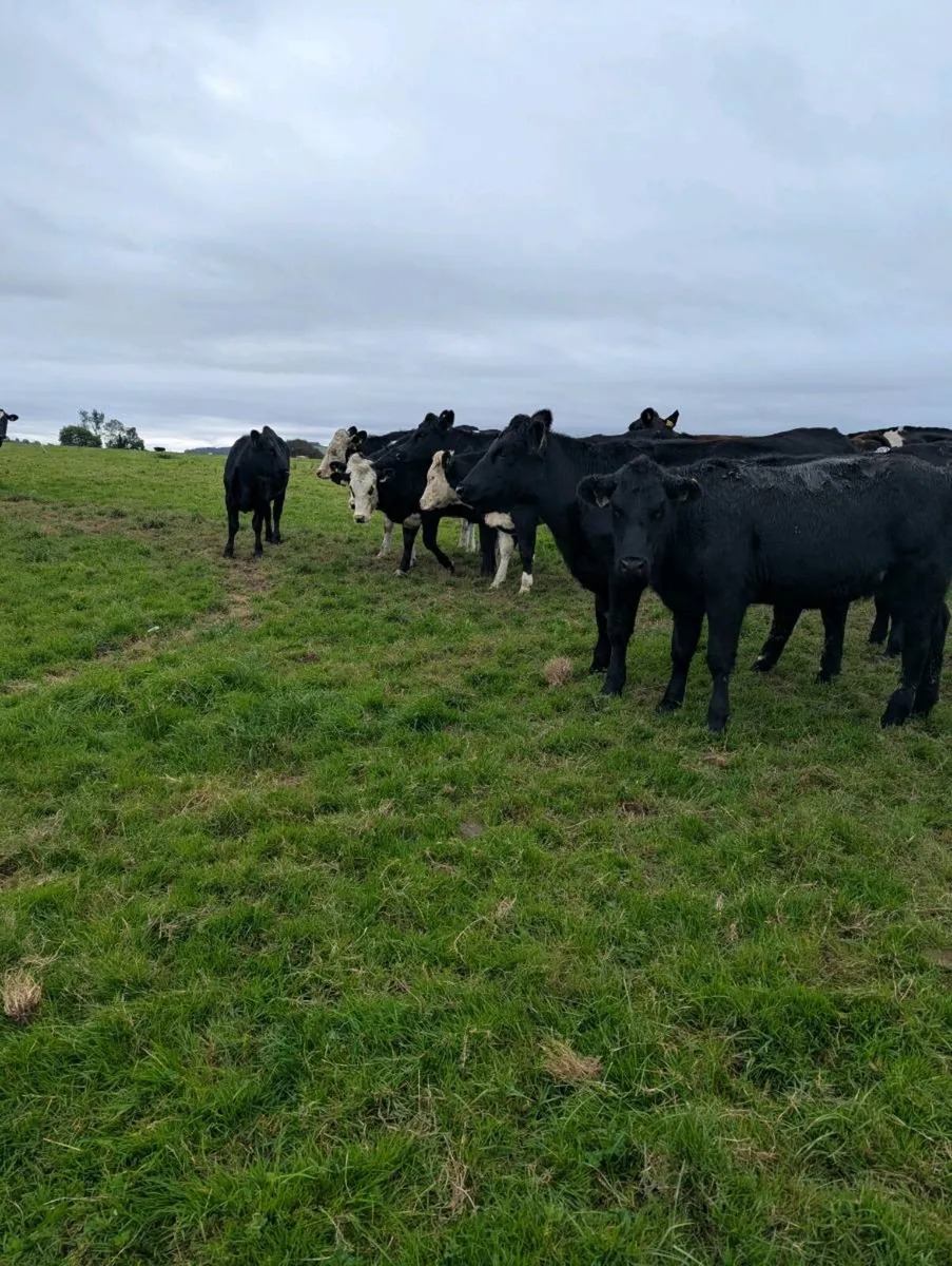 380kg Angus hereford heifers - Image 1