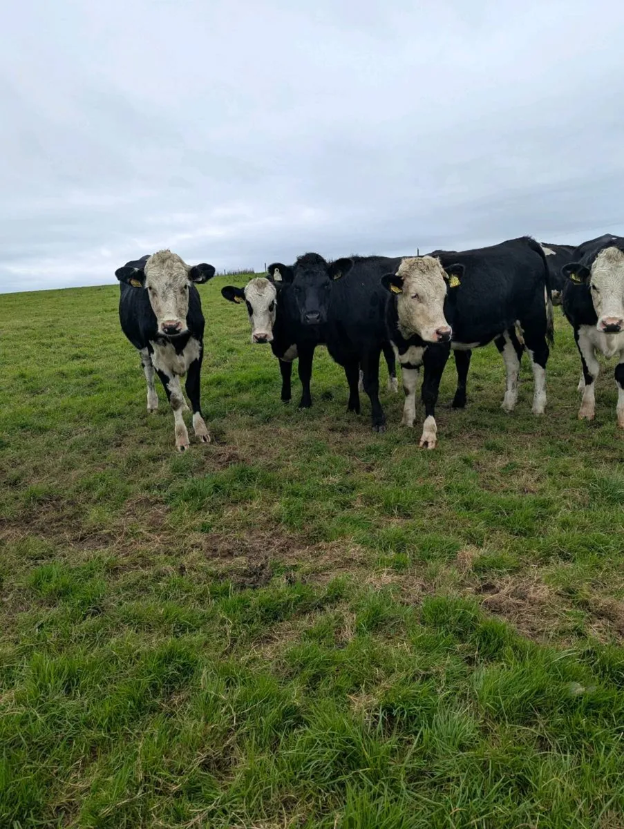380kg Angus hereford heifers - Image 2