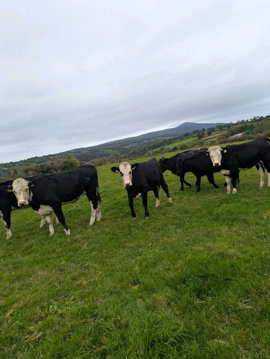 380kg Angus hereford heifers - Image 3