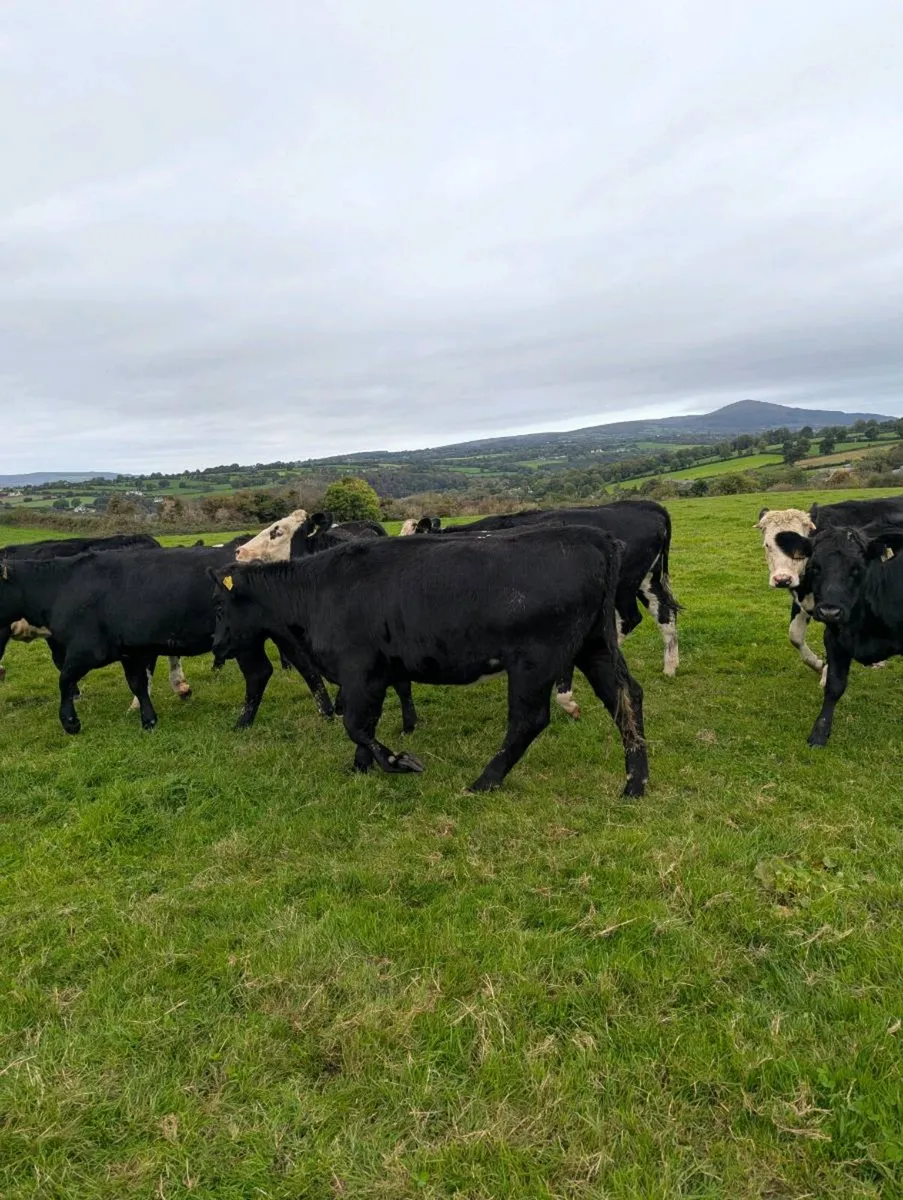 380kg Angus hereford heifers - Image 4