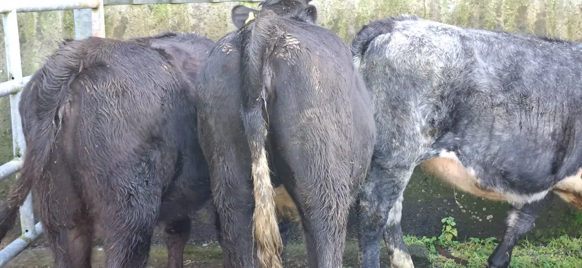 Angus Blue  Heifers - Image 2