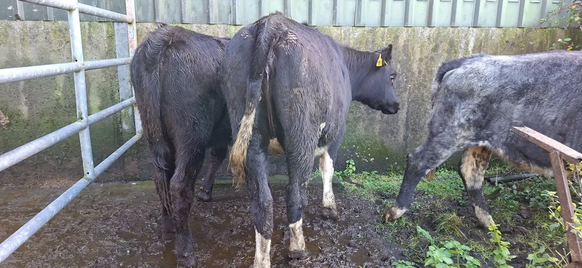 Angus Blue  Heifers - Image 4