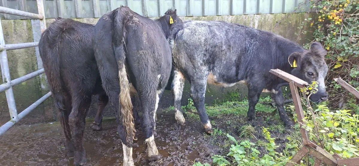 Angus Blue  Heifers - Image 3