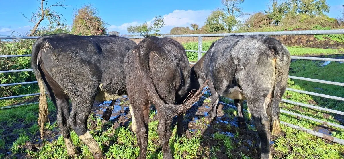 Angus Blue  Heifers - Image 1