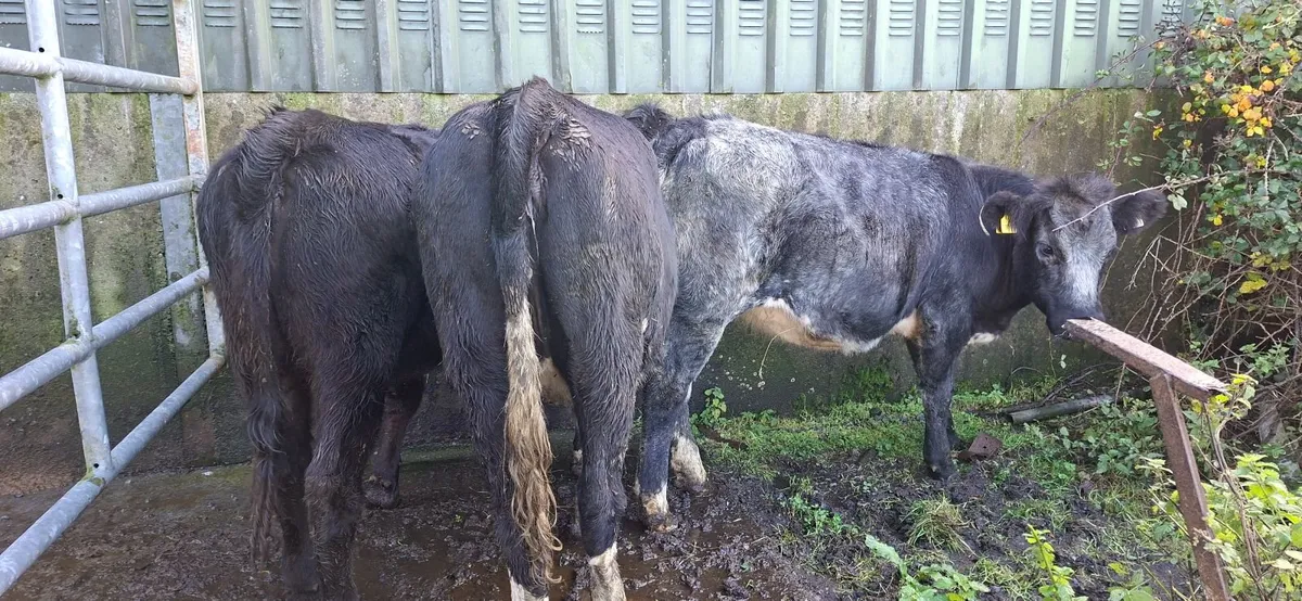 Angus  Heifers - Image 2