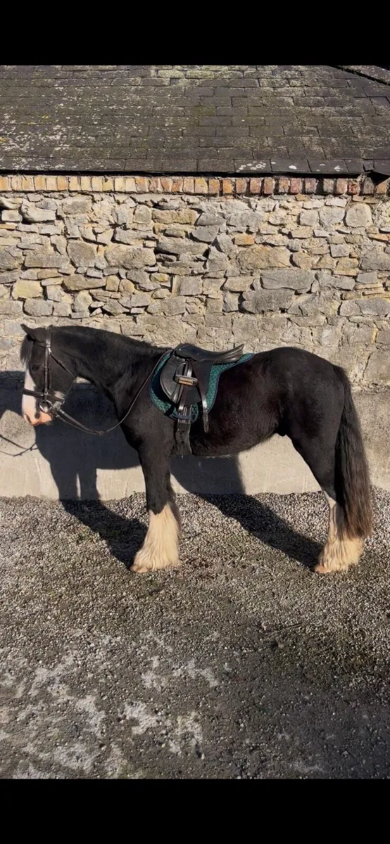 12.3 Childrens Cob 🌟 - Image 1