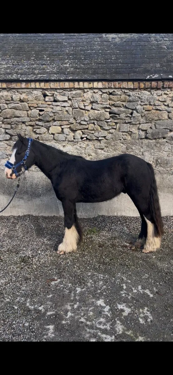 12.3 Childrens Cob 🌟 - Image 2