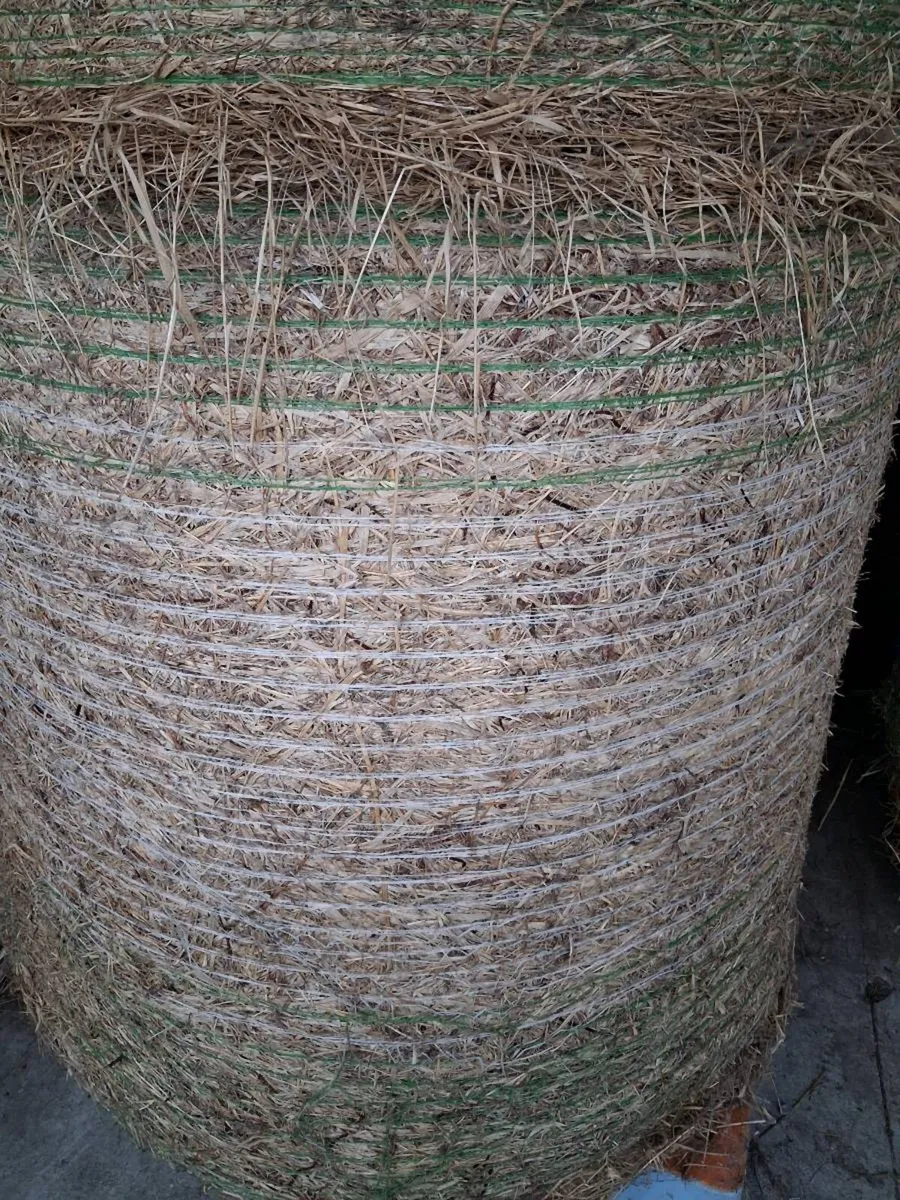Hay - Image 2