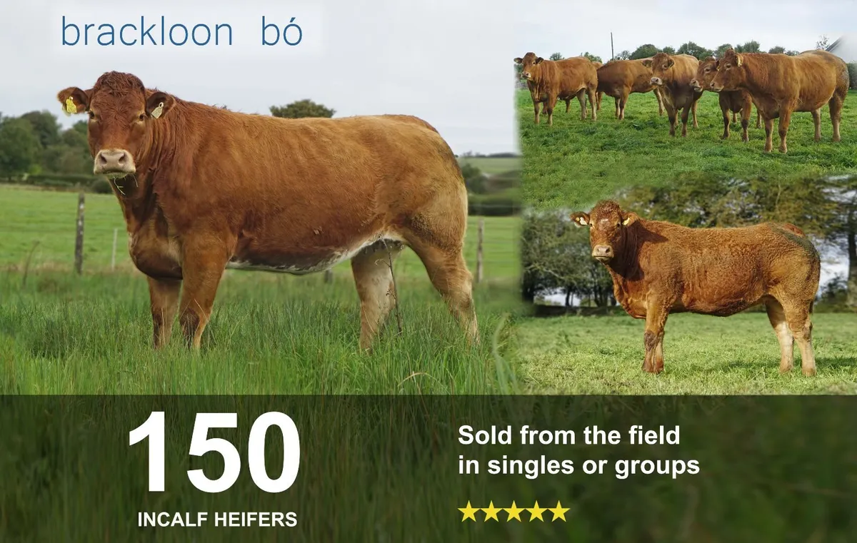 Heifers In-calf Springer - Image 1